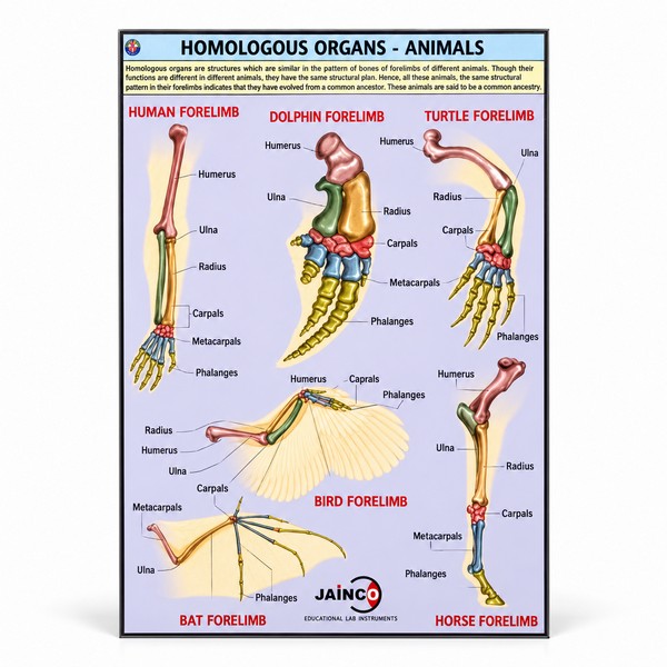 Homologous Organs